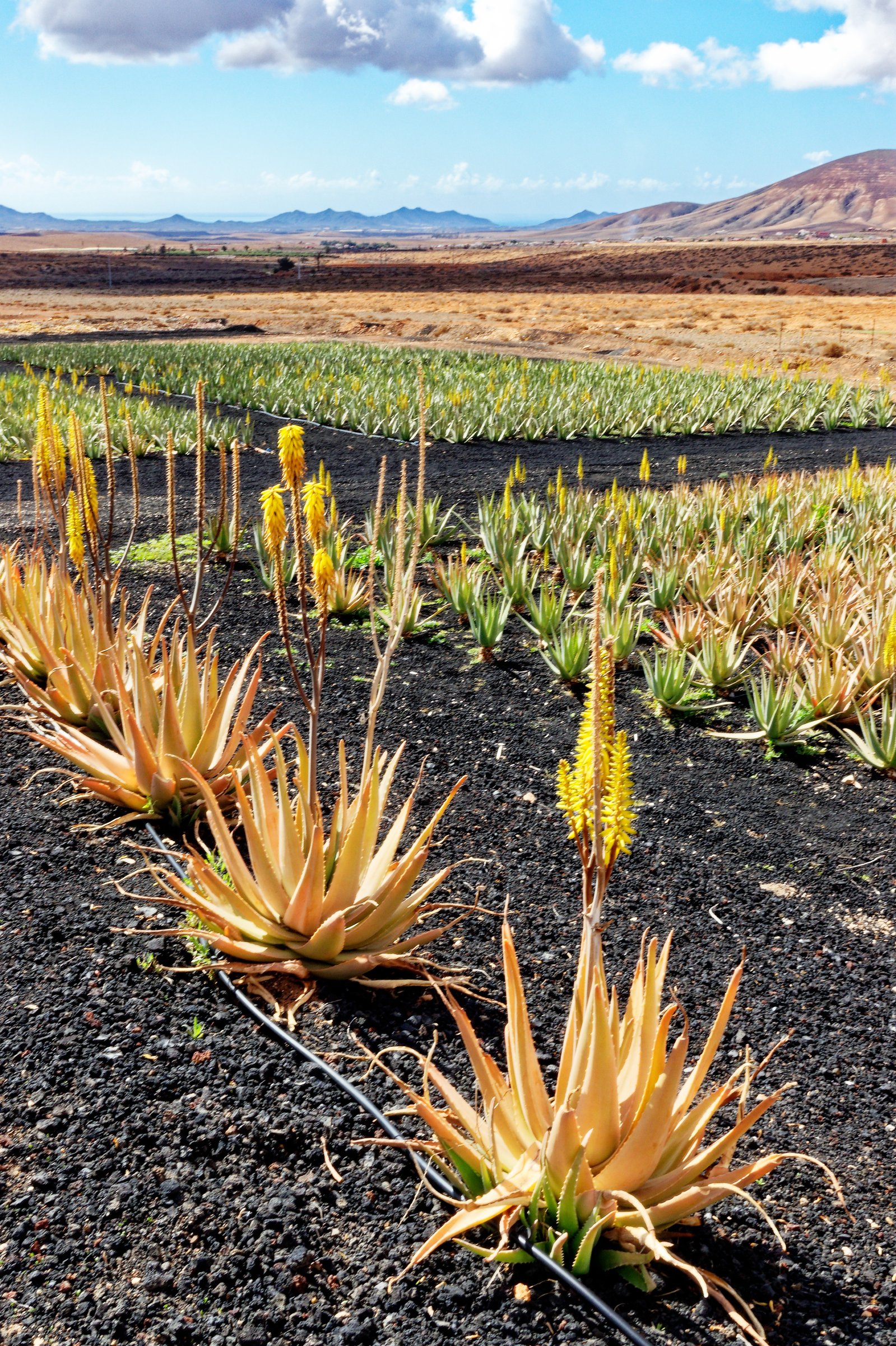 Dune di Corralejo, un angolo di deserto africano in Europa